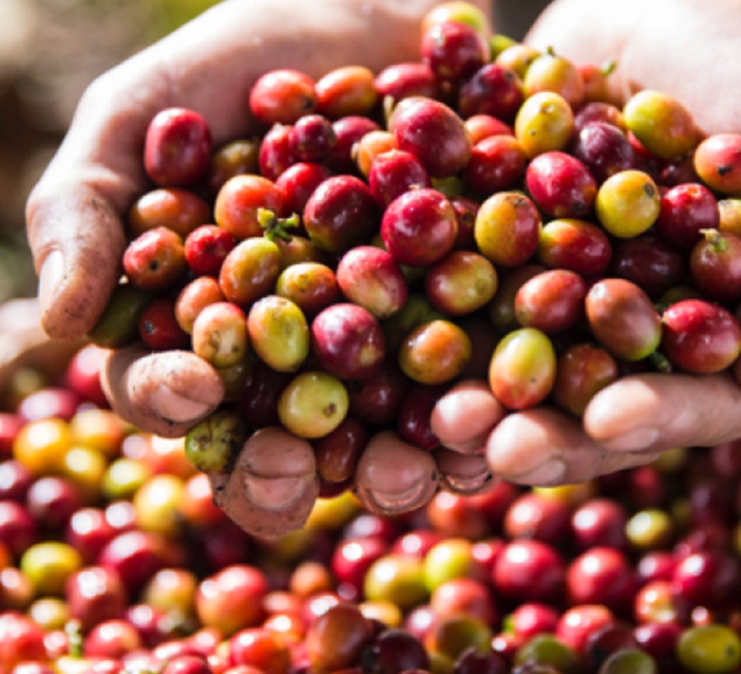 cerejas de café