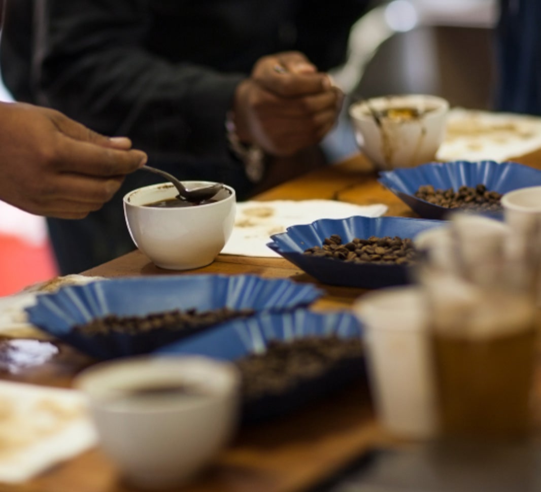 degustadores profissionais de café