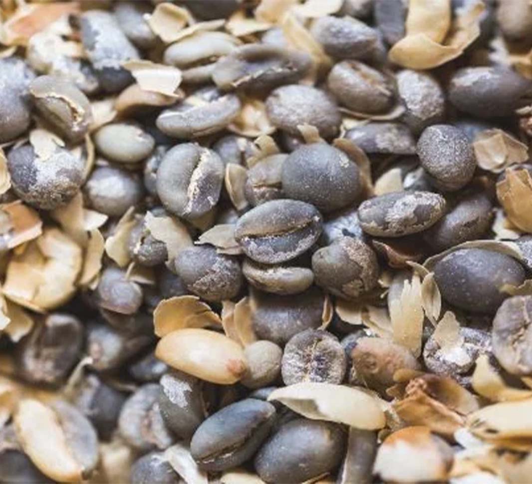 grãos de café primeira rachadura