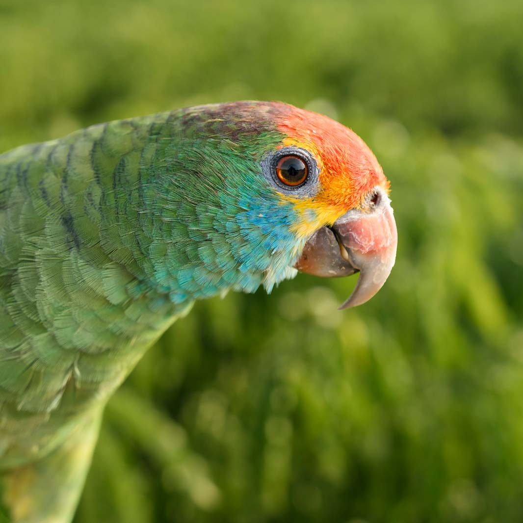 biodiversidade e ecossistema equilibrado