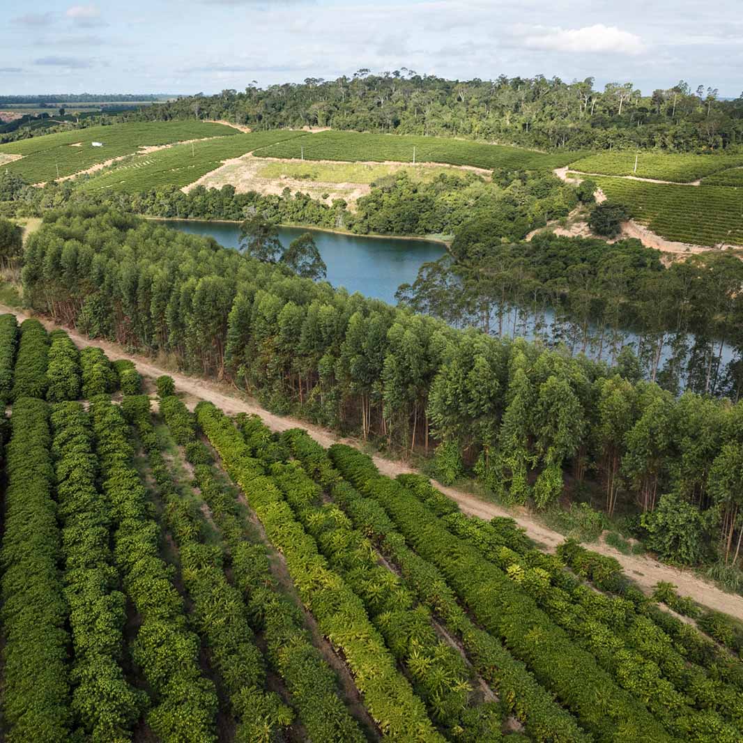 barreira de árvores quebra-vento