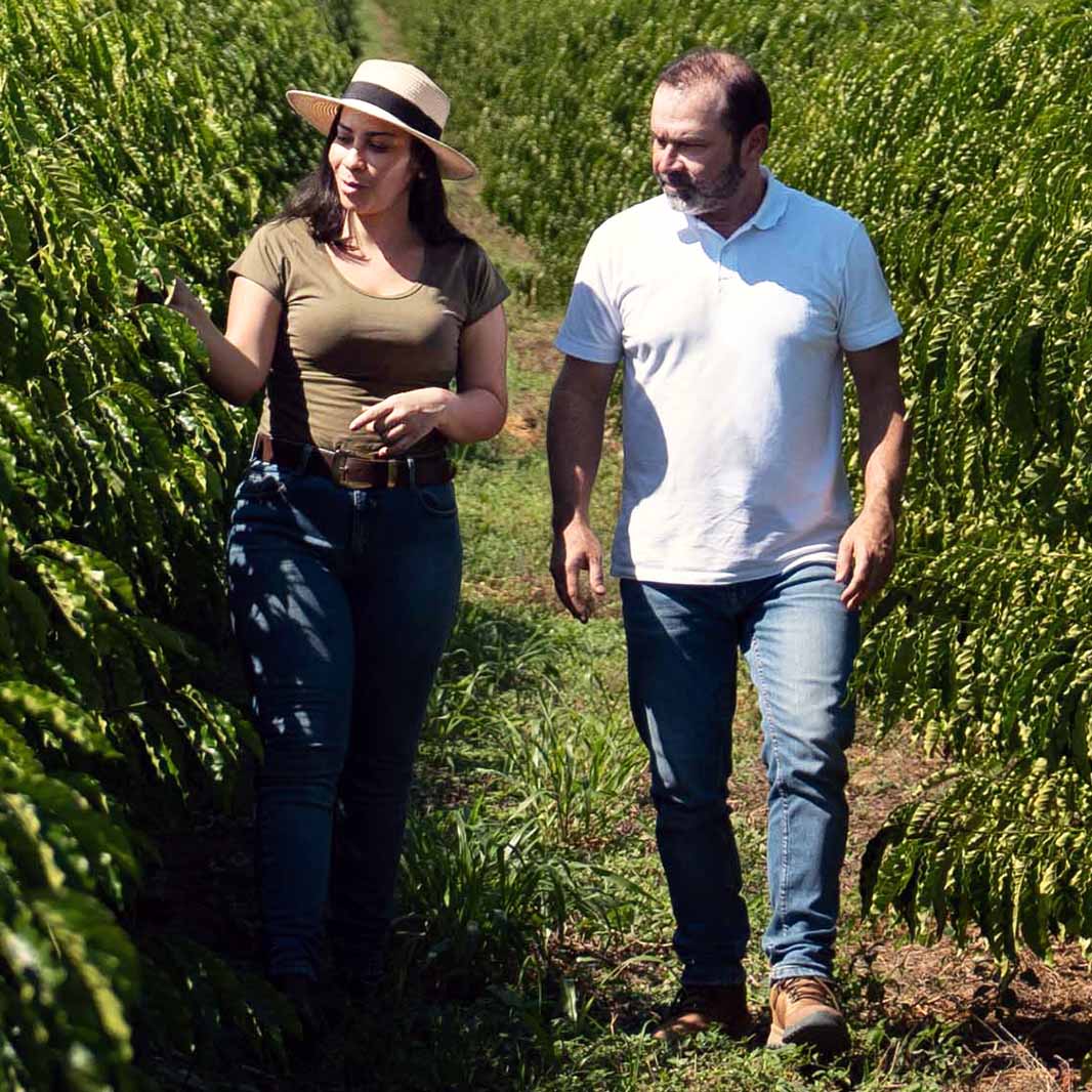 agricultores conferindo pés de café