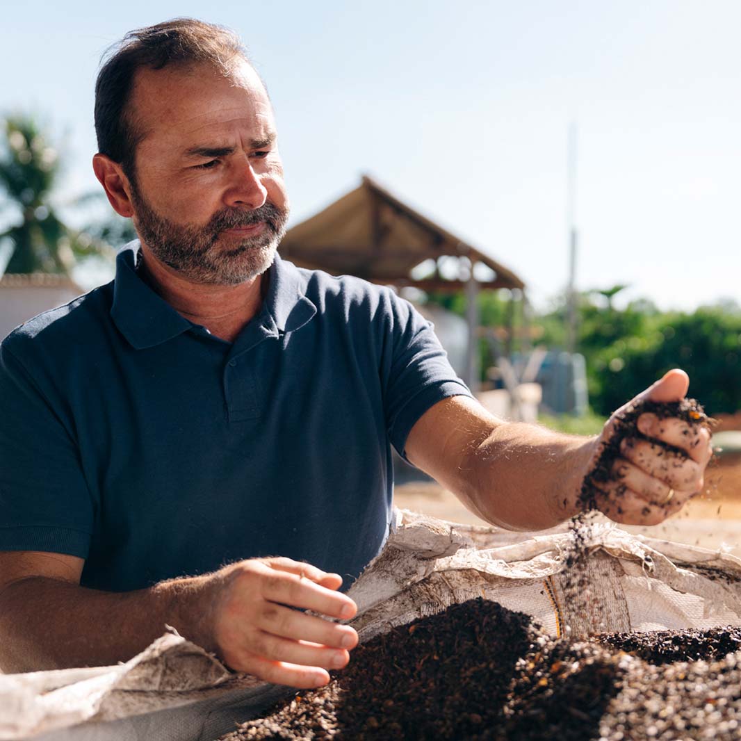 agricultores conferindo a produção de café
