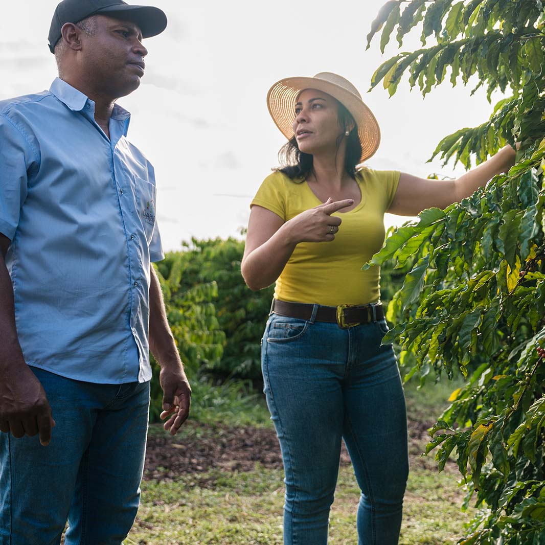 benefícios dos agrônomos para as fazendas de café