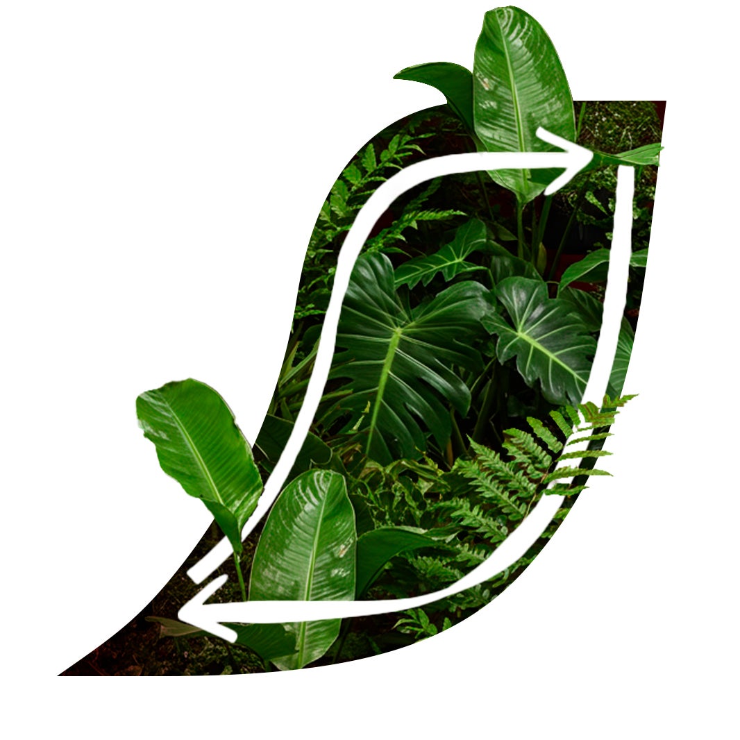 Acento de Nescafé com folhas