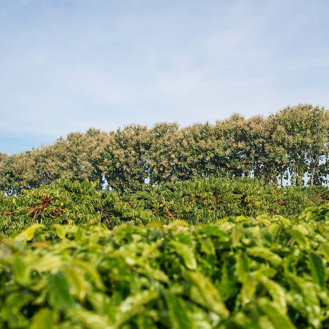 agricultura regenerativa nescafé