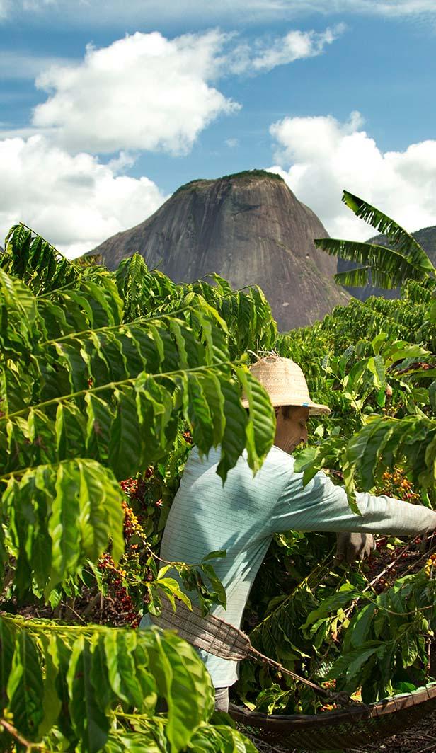 como nescafé faz o café descafeinado