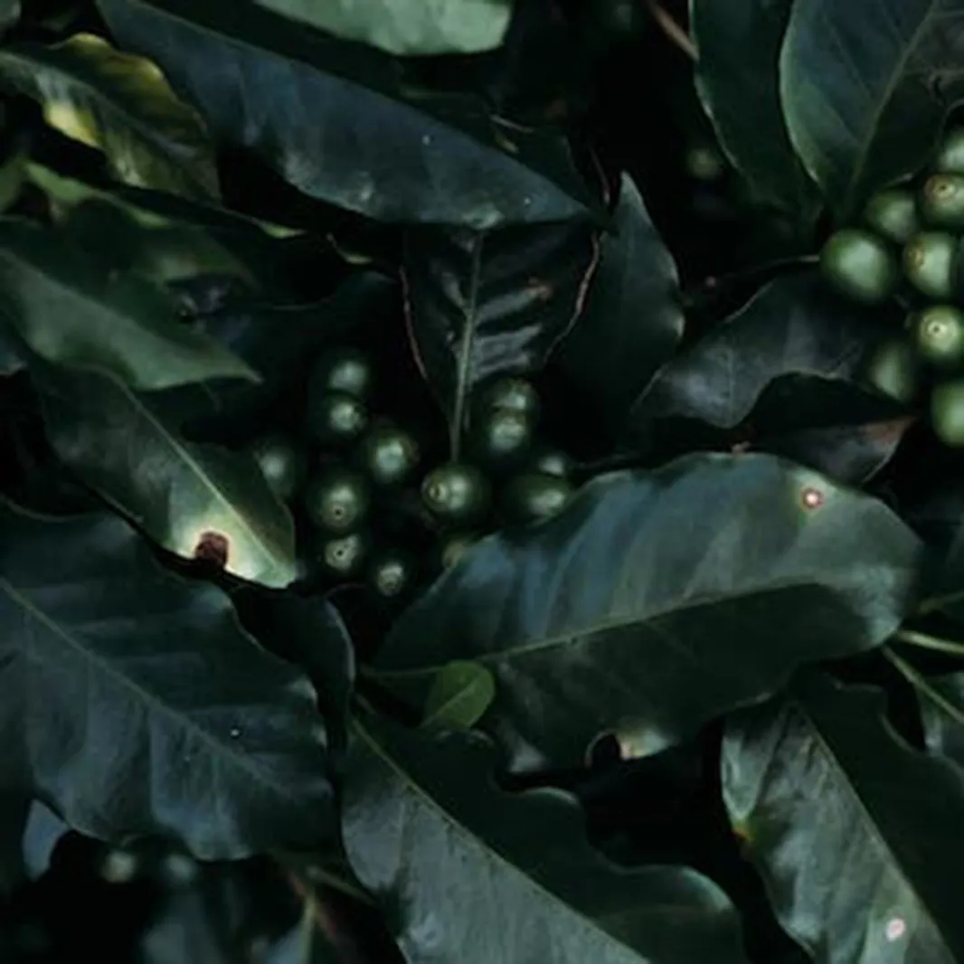 COLHEITA Colheita