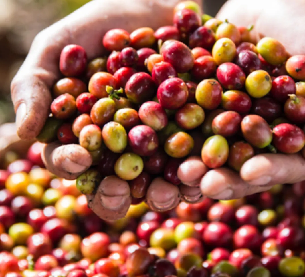 cerejas de café