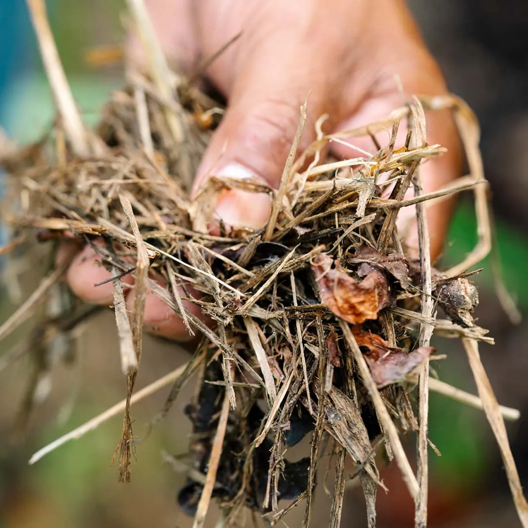 atraindo novas espécies para a biodiversidade