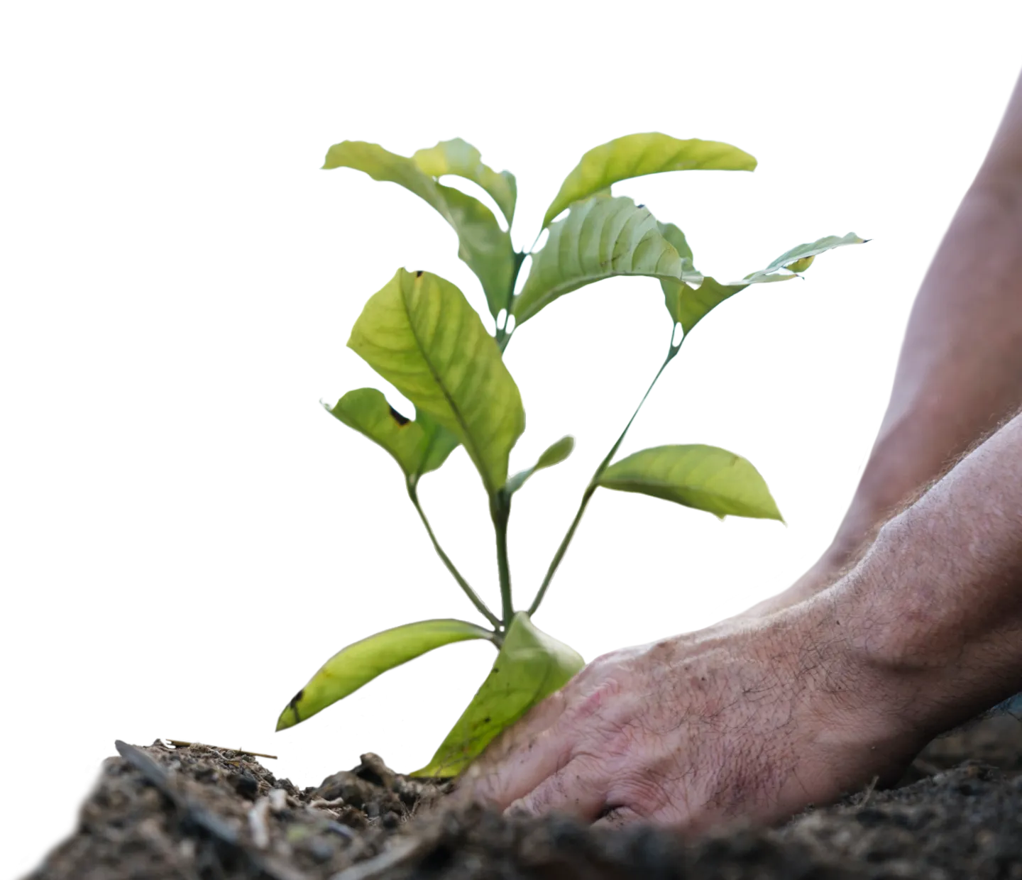 práticas de agricultura regenerativa