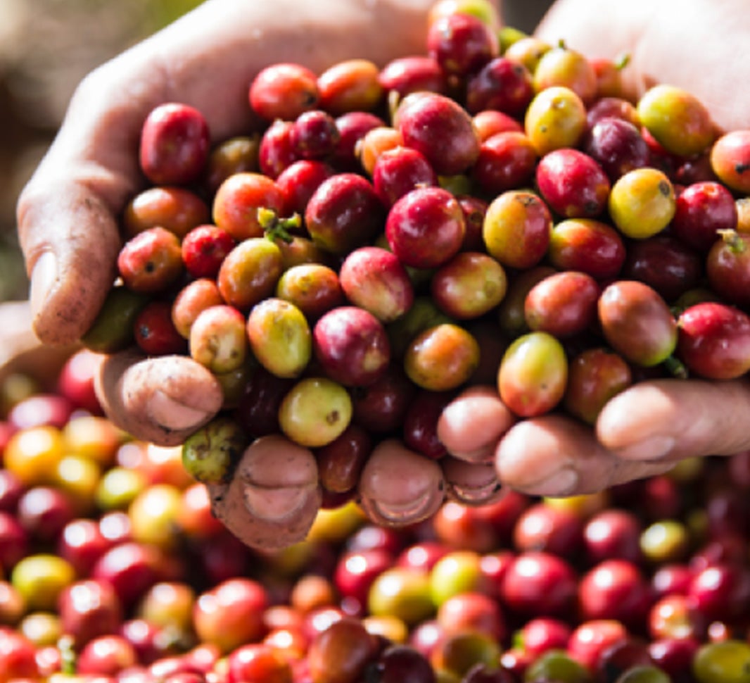Cerezas de café