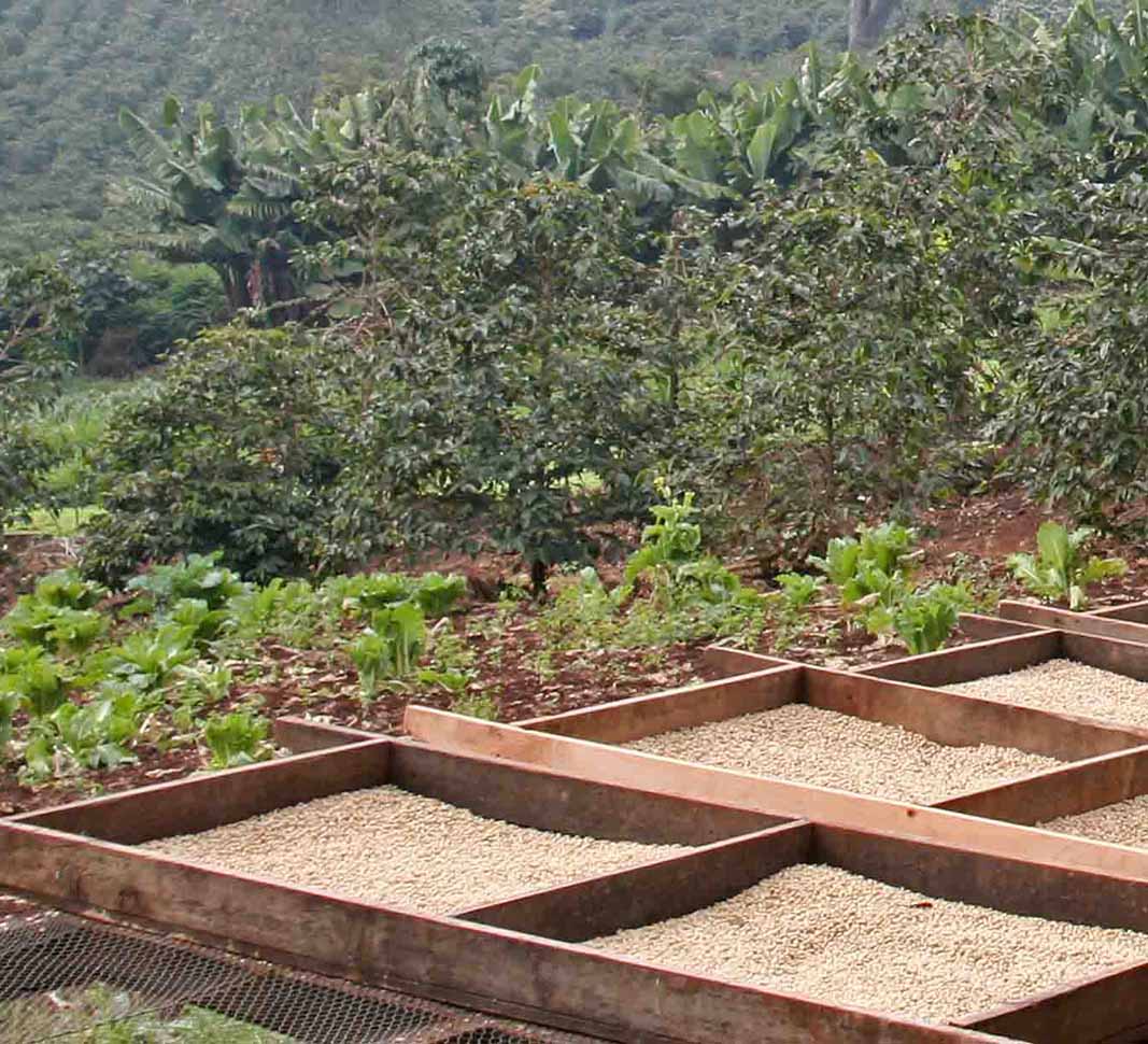 Proceso de tostado del café, etapa de secado