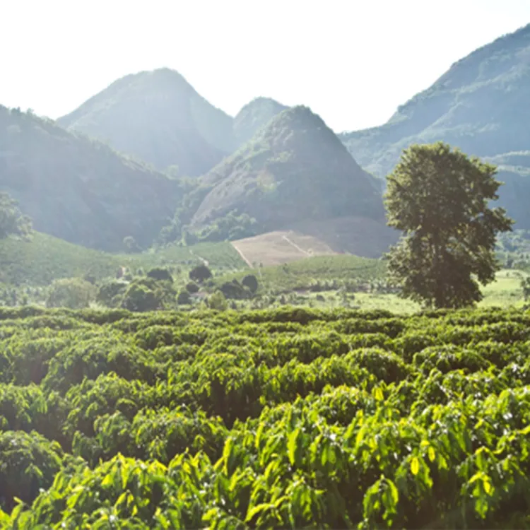 Robusta