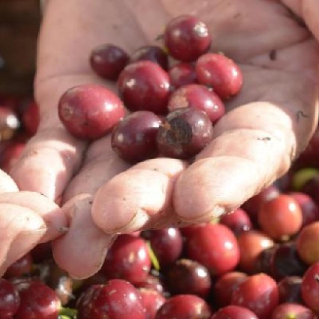 ¿Cómo reconocemos un café de calidad?