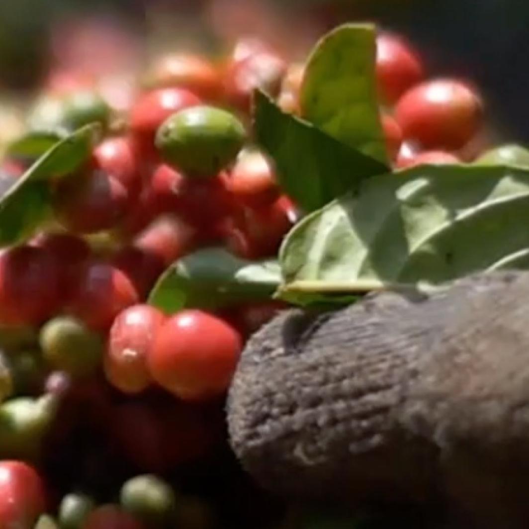 Cultivos de café: Prácticas sostenibles