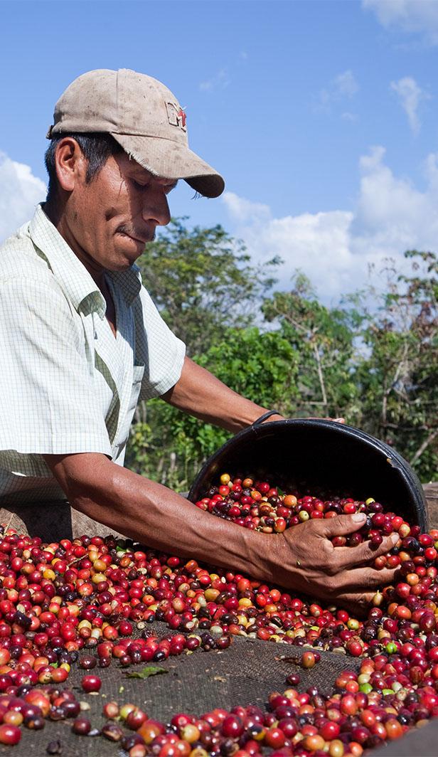 10 datos y estadísticas interesantes sobre el café