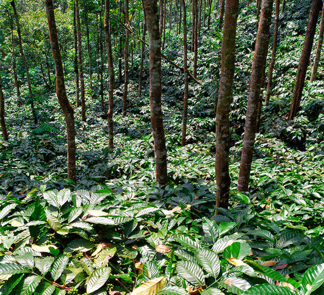 Trees providing shade to coffee plants