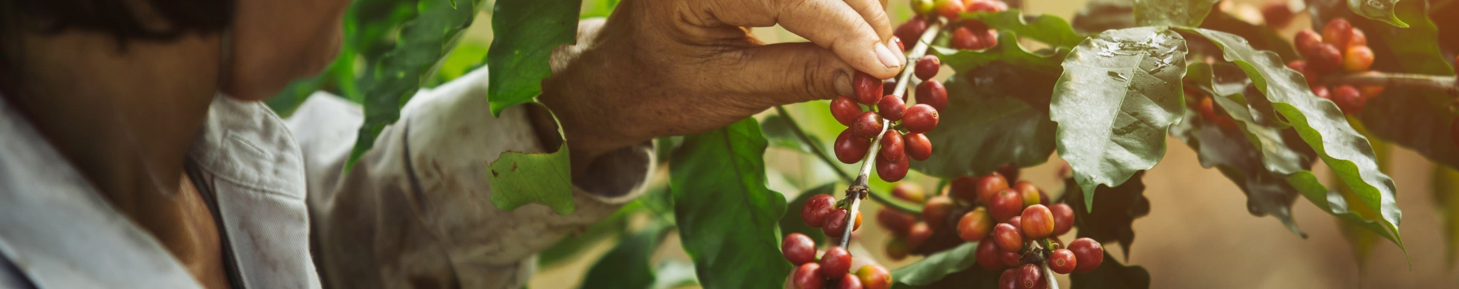 Nescafé Registrierung