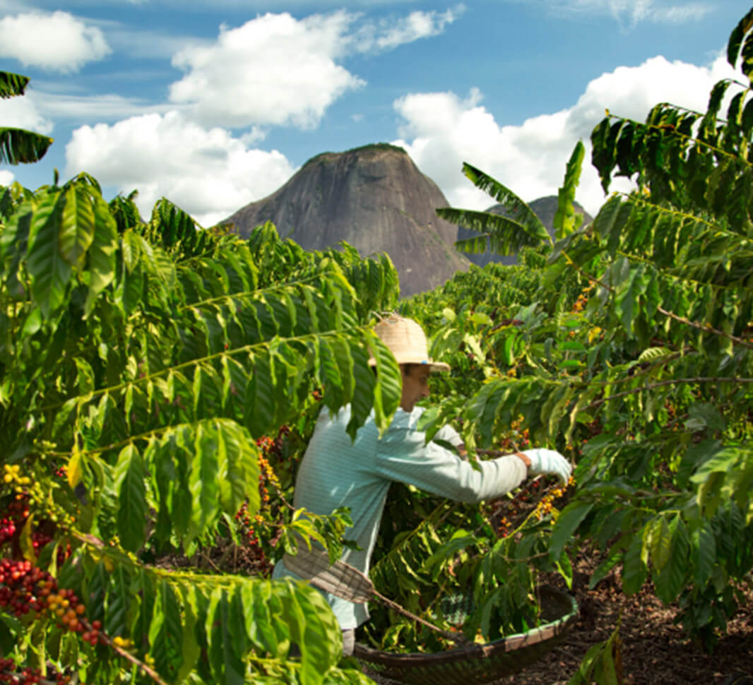 brazil-coffee-plantation