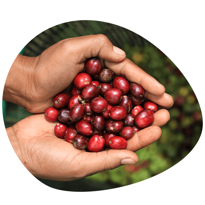 nescafé farmers origins café du monde