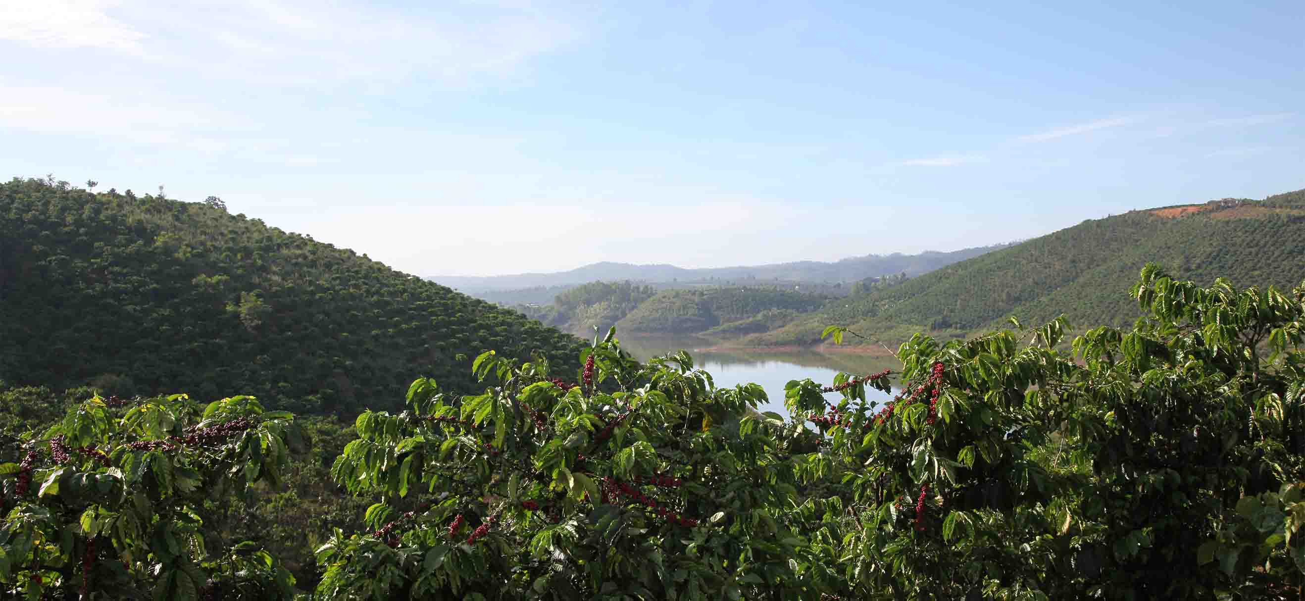 Plantation de café au coucher du soleil