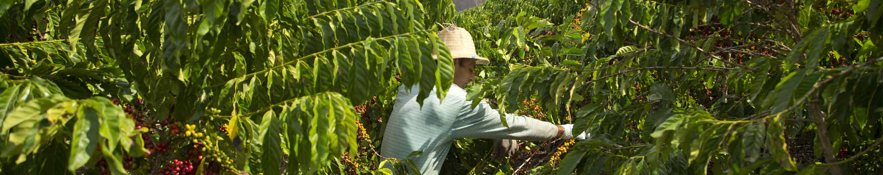 un homme récolte des grains de café