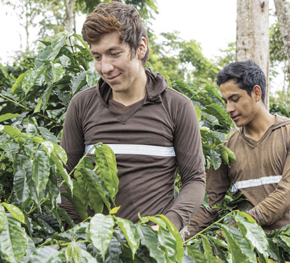 Programas de campo de NESCAFÉ® 