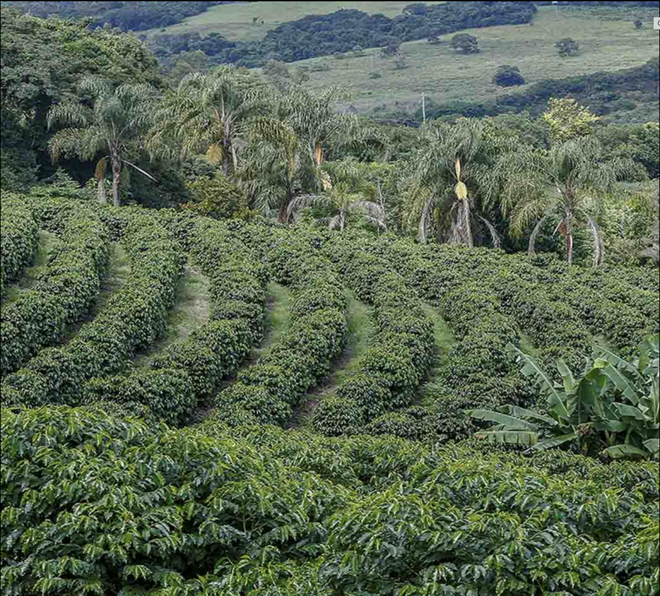 Diversificar las fincas de café