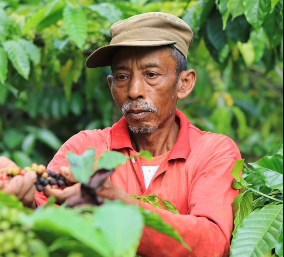 Programa de Resiliencia de NESCAFÉ®