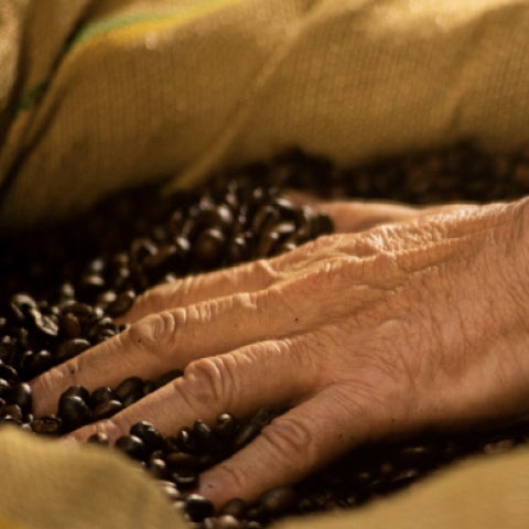 Manos sobre granos de café tostados