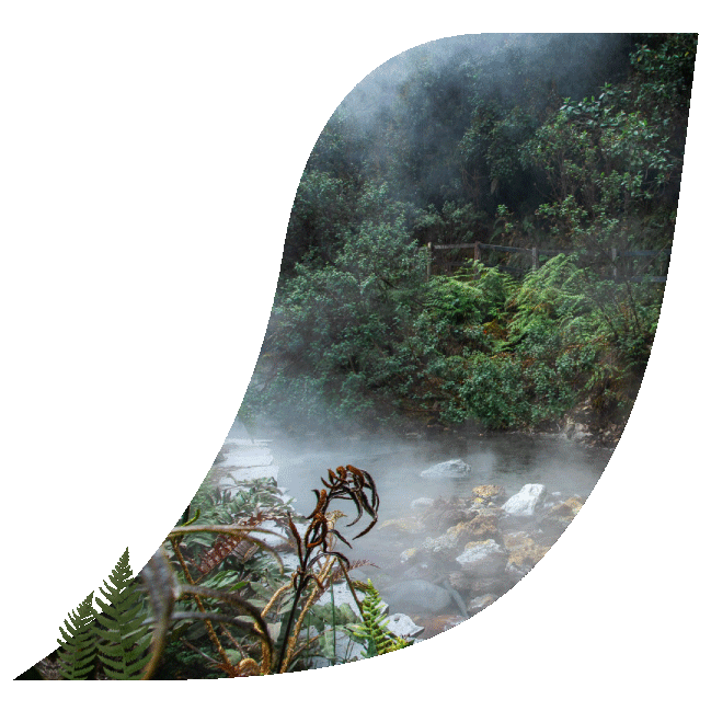 Un terma y caída de agua que rocía arbusto y bosque tropical