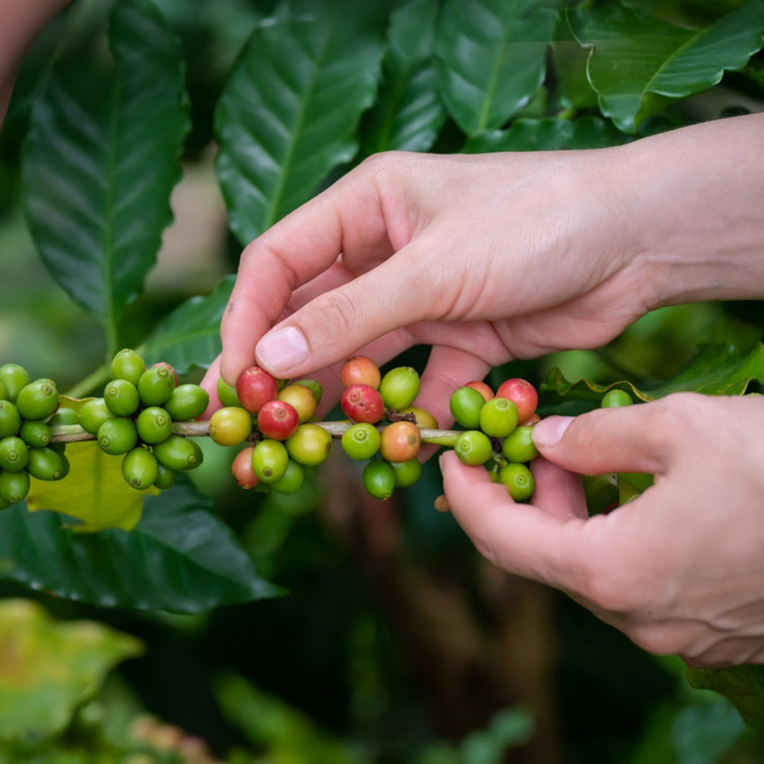 granos-seleccionados