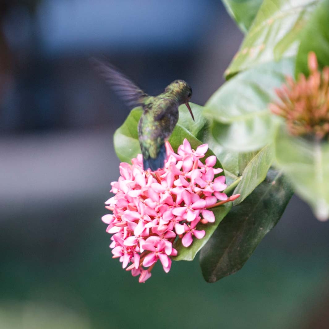biodiversidad ayudar a la polinización