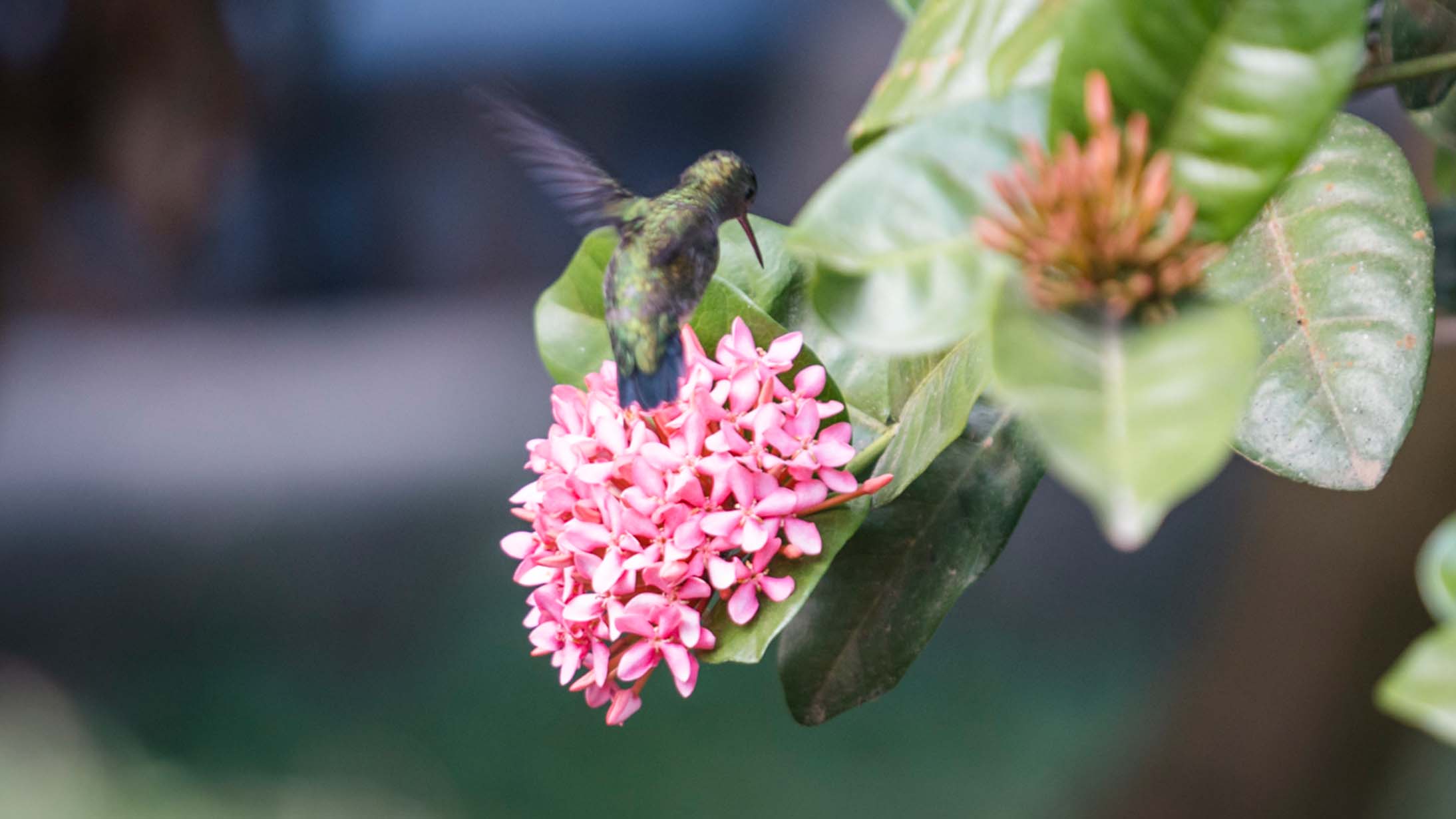 biodiversidad en el cultivo del café
