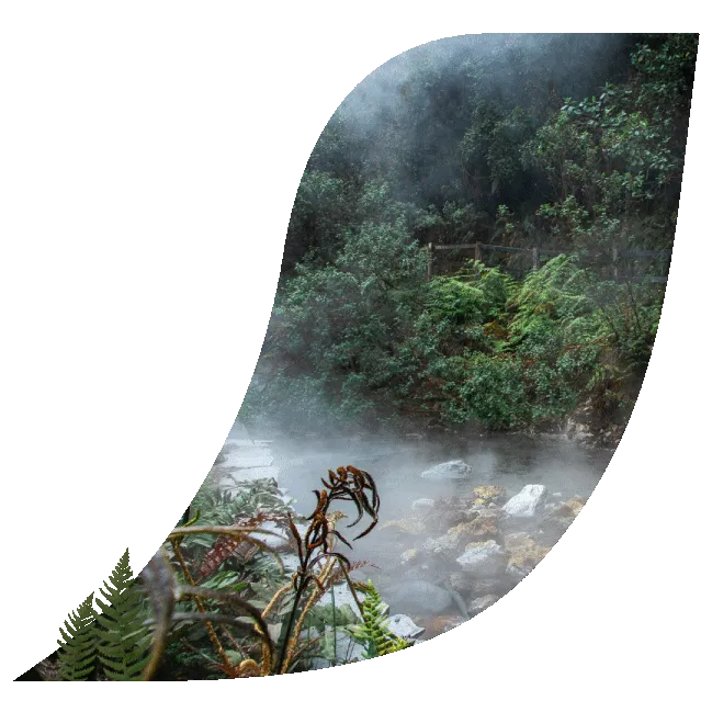 Un terma y caída de agua que rocía arbusto y bosque tropical