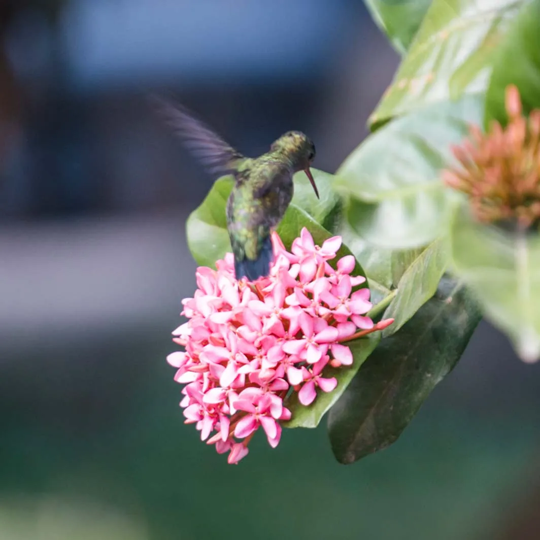 biodiversidad ayudar a la polinización
