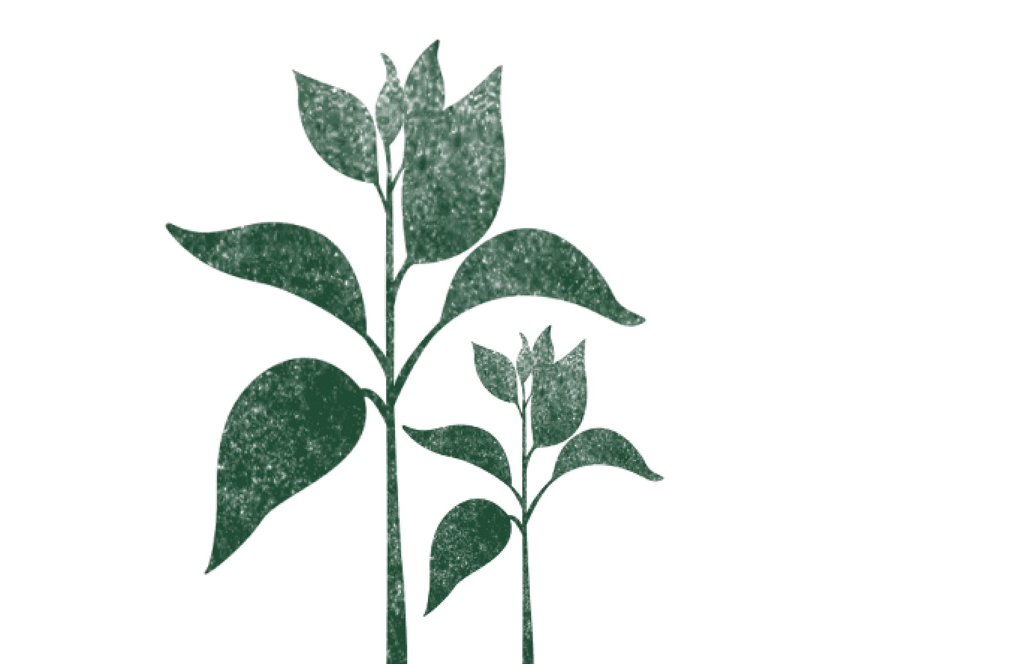 Caficultora
