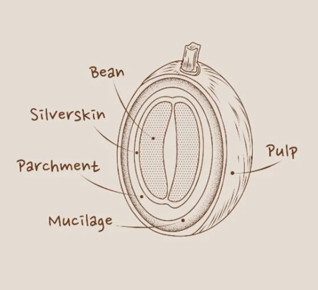 quality coffee roasts