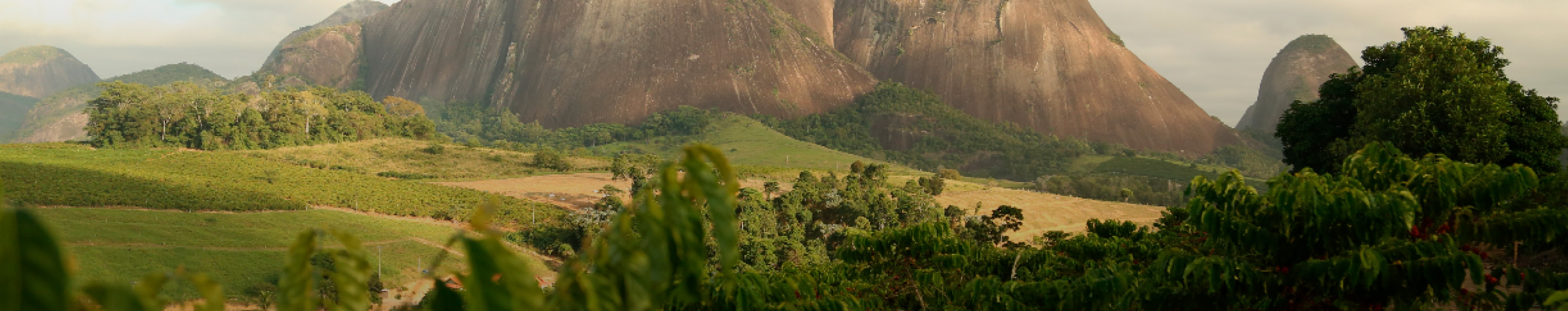 NESCAFÉ® sustainability