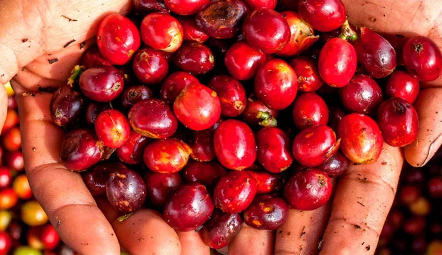 Celebra el día del café agradeciendo a los caficultores