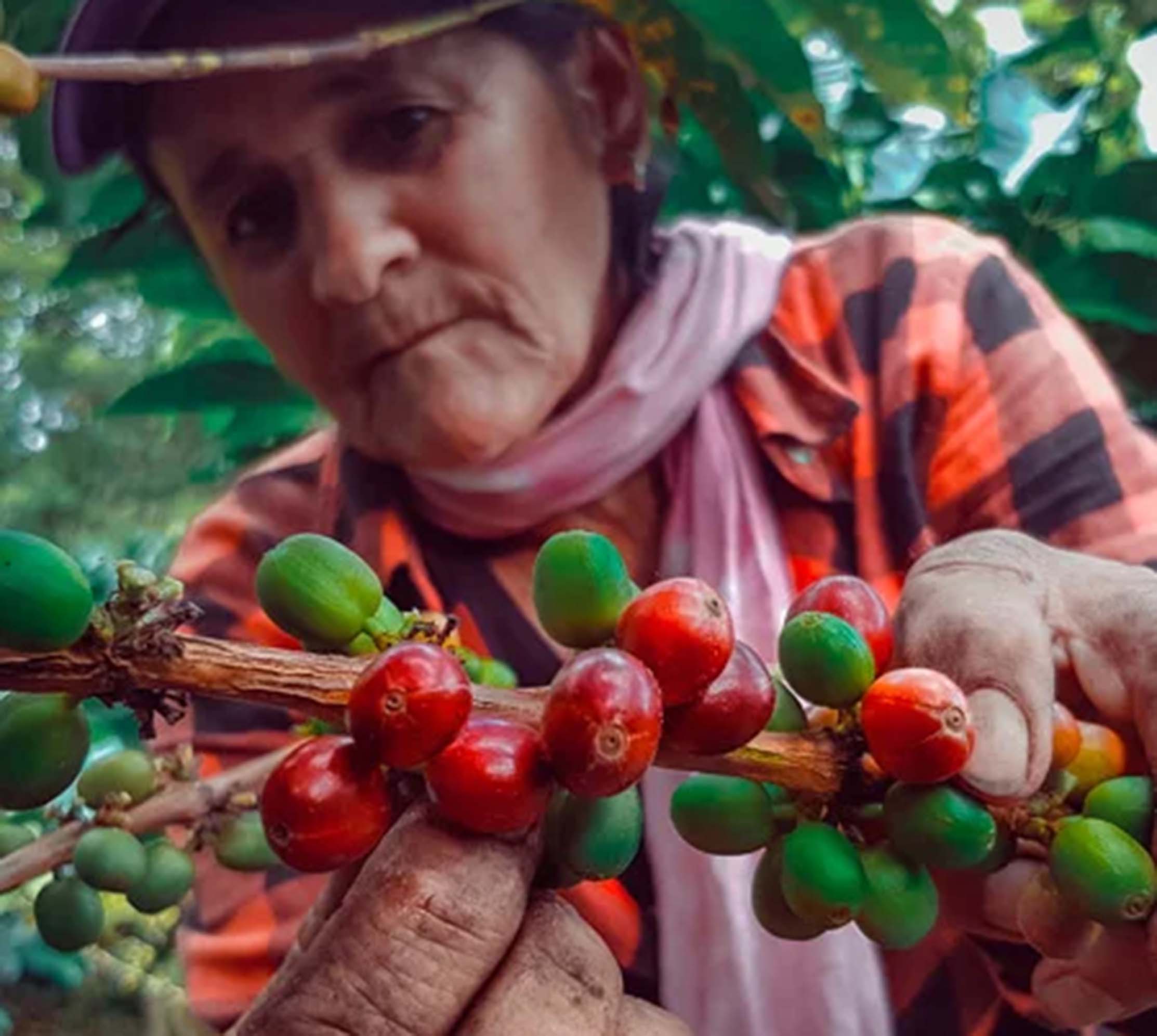 Conoce más sobre el Café de Colombia