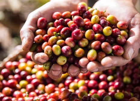 Después de la cosecha