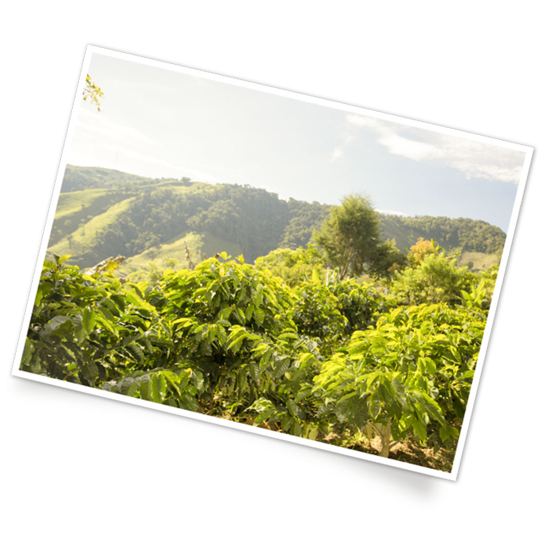 El Plan NESCAFÉ® es una iniciativa de valor