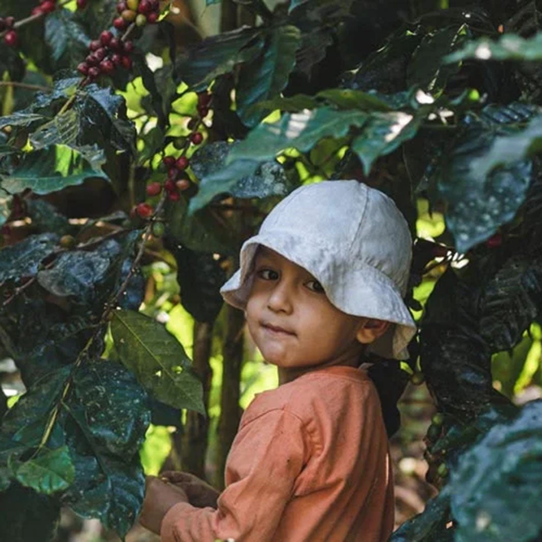 Familias-caficultoras
