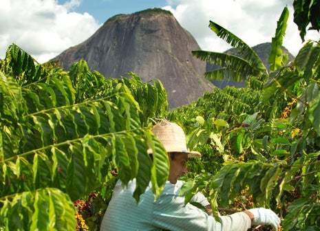  Latinoamérica es el productor de café