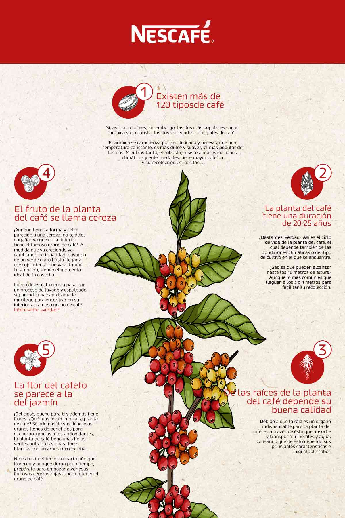 Nescafe_2_infografia