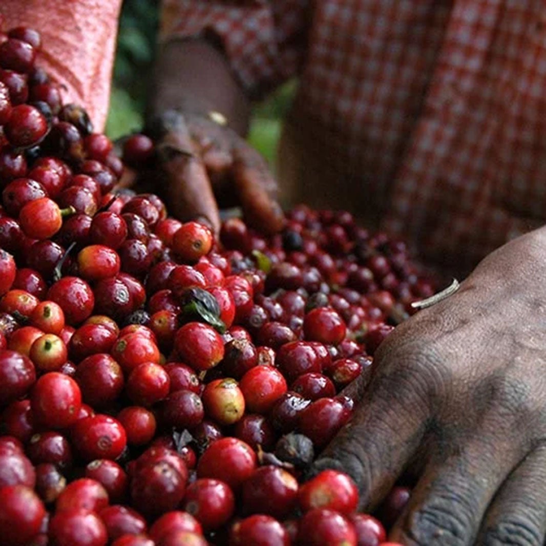 Selección de granos de café colombiano, plan nescafé