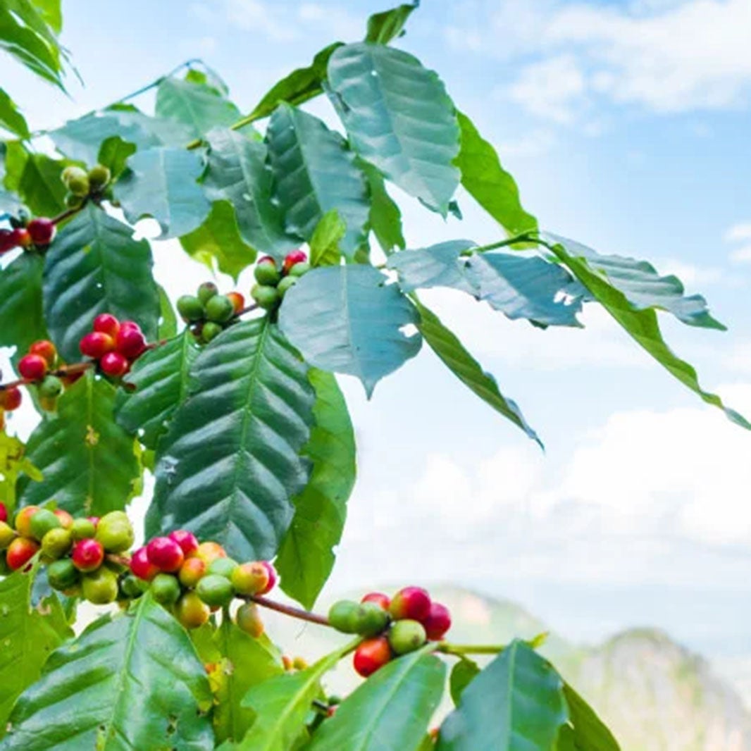 Sabías que el café es un buen fertilizante