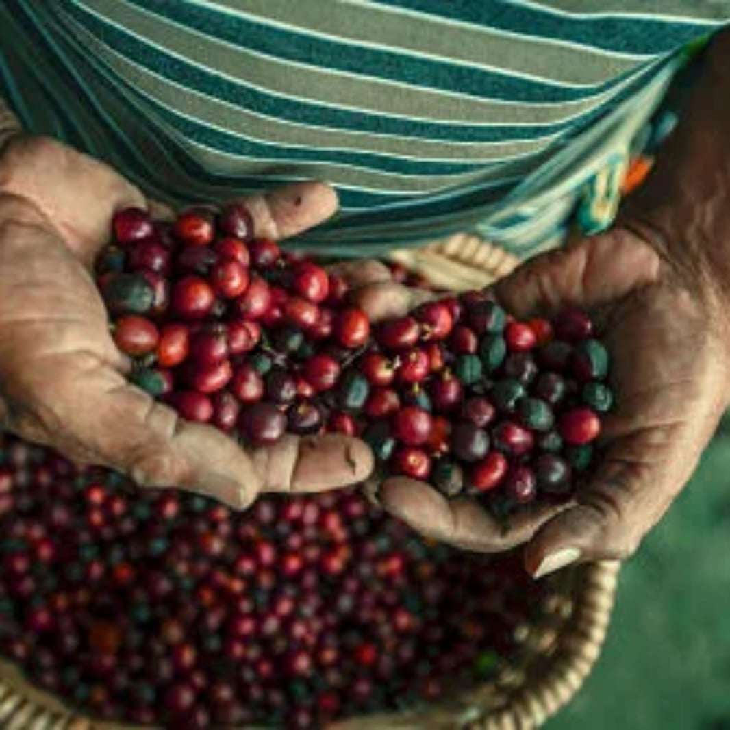 nescafé® tiene un plan